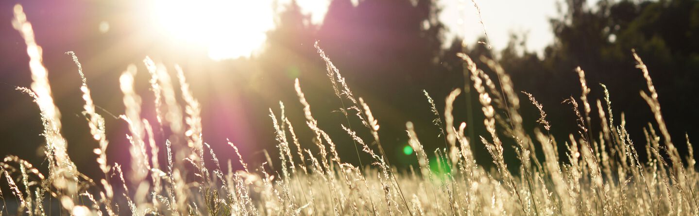 ส่วนบนสุดของเว็บไซต์